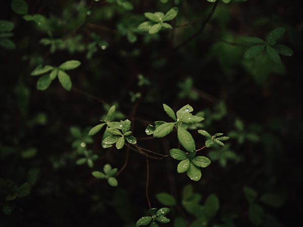 Pearson Longman Upbeat 朗文培生中学英语课程教材